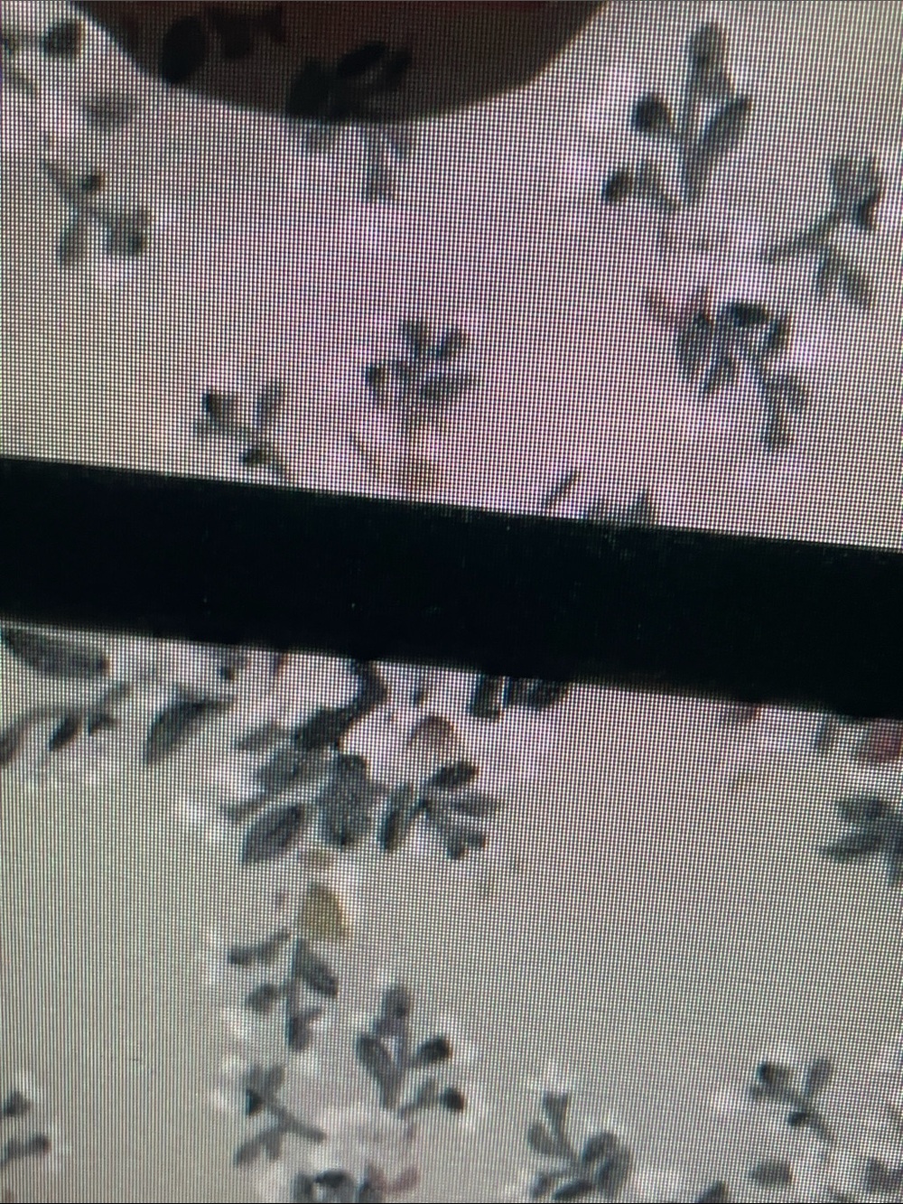SJS Cream Blouse with Black Floral Print - Picture 4 of 5